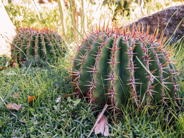 Cactus redondo — Foto de Stock