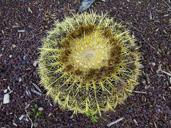 Een bal cactus met kleine rode stenen op de achtergrond — Stockfoto