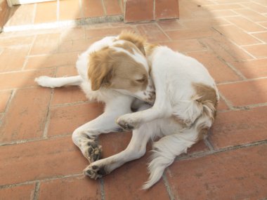 İspanyol breton köpek