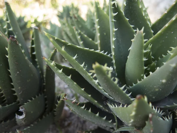 Aloe mitriformis — Foto de Stock