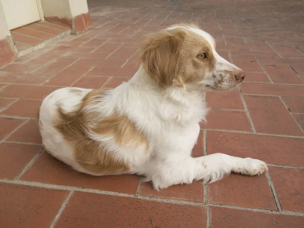 Spaniel breton perro — Foto de Stock