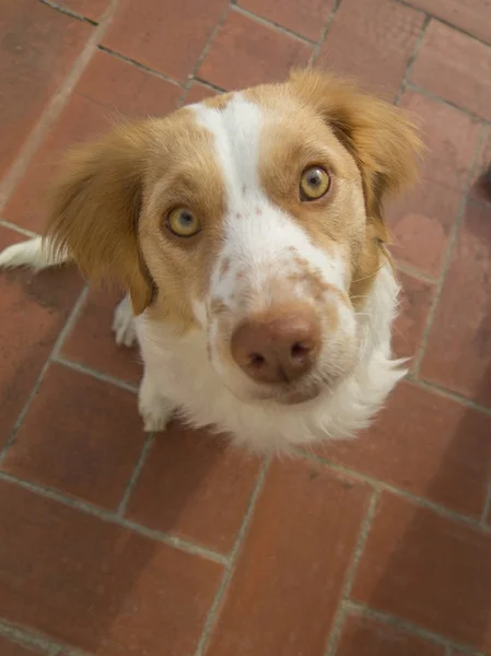 Bretaňské pes kokršpaněl — Stock fotografie