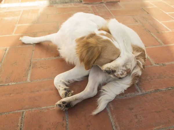 Spaniel breton dog — Stock Photo, Image