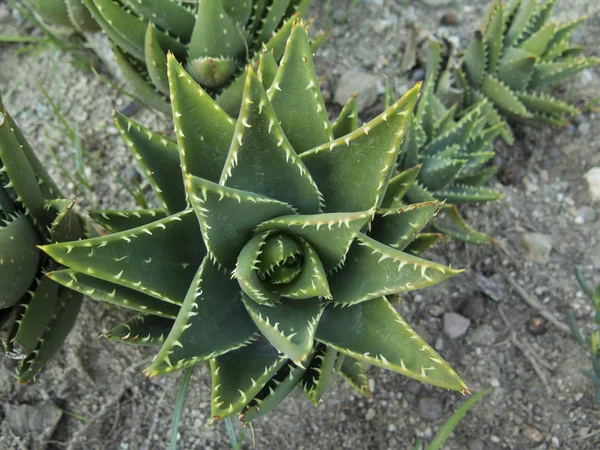 Aloe mitriformis — Stockfoto