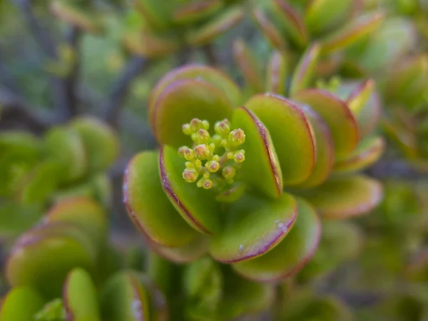 Crassulaceae succulente installatie — Stockfoto