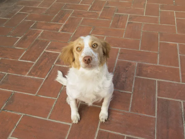 Бретонська спанієль собака — стокове фото