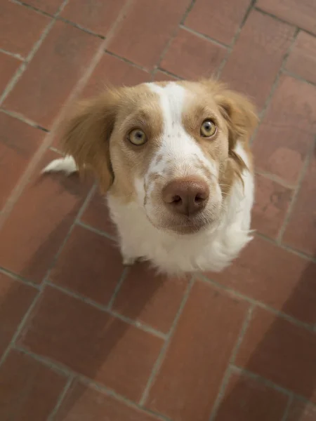 Spaniel breton perro — Foto de Stock