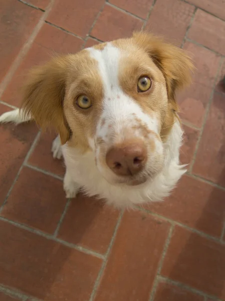 Spaniel breton perro — Foto de Stock