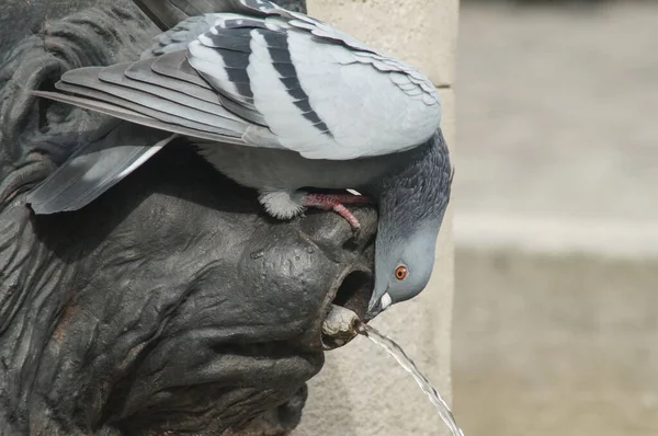 pigeon, bird, Market Square, Lviv, spring, sunny day, fountain