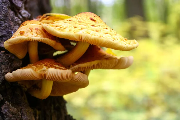 Yellow mushrooms growing from the tree in autumn forest