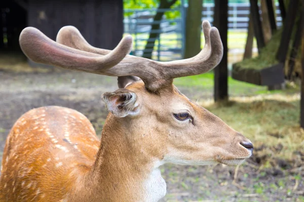 Young royal deer, head turned to the right