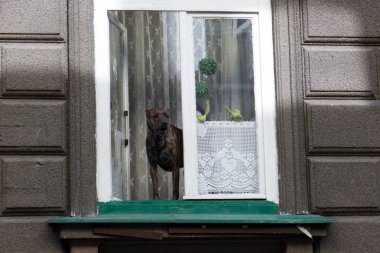 Pencere eşik üzerinde duran köpek cadde içine bakarak ve kabuk