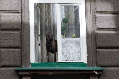 Dog standing on window sill looking out into the street and bark clipart