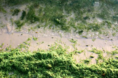 Yeşil algler deniz sahilde