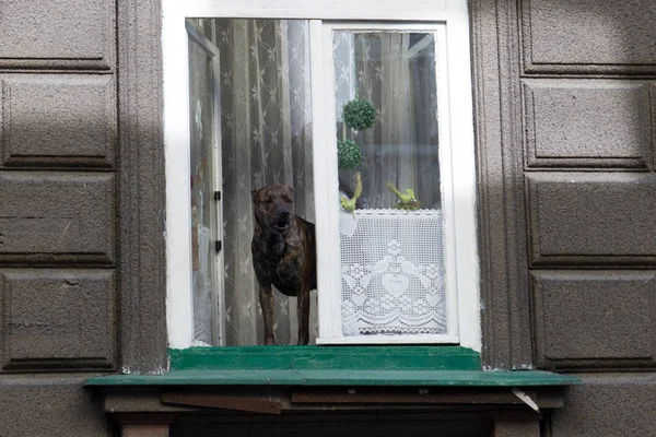 Pencere eşik üzerinde duran köpek cadde içine bakarak ve kabuk