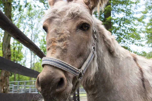 Kameraya bakarak eşek