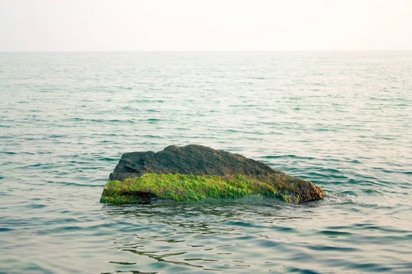 海の真ん中に岩の上の緑の藻 — ストック写真