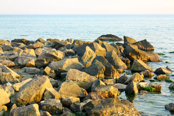 Denizin ortasında bir kayanın üzerinde yeşil algler