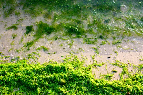 Alghe verdi sulla riva del mare — Foto Stock