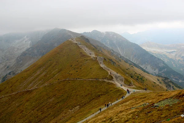Siyah zemin üzerine sarı yapraklarla kaplı geceleri parlak fener