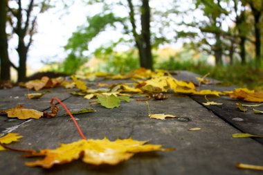 Ahşap bir masa ormanın içinde yatan sonbahar yaprakları