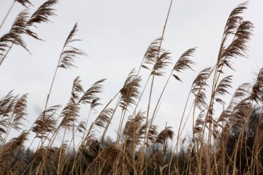 Kırmızı Plumleaf elma