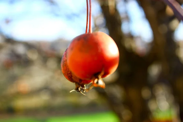 Manzana roja de hoja de ciruela —  Fotos de Stock
