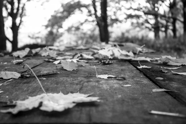 Herbstblätter auf einem Holztisch im Wald liegend, monochrom — Stockfoto