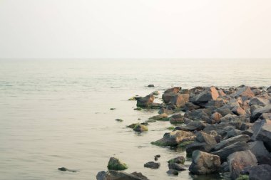 Denizin ortasında bir kayanın üzerinde yeşil algler