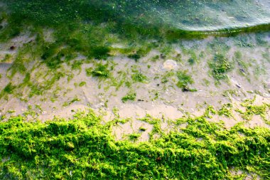 Yeşil algler deniz kıyısında