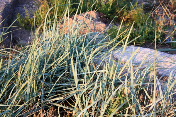 Taş bir kumsalda çimen