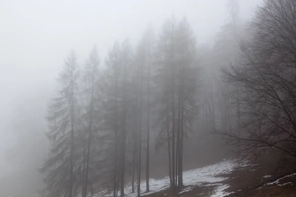 Bosque en la niebla — Foto de Stock