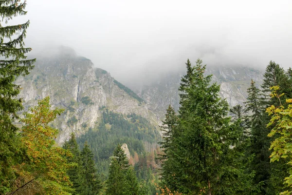 Orman ve dağlar sis ile peyzaj — Stok fotoğraf