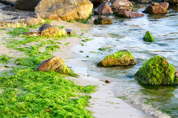 Algas verdes na costa do mar e pedras — Fotografia de Stock