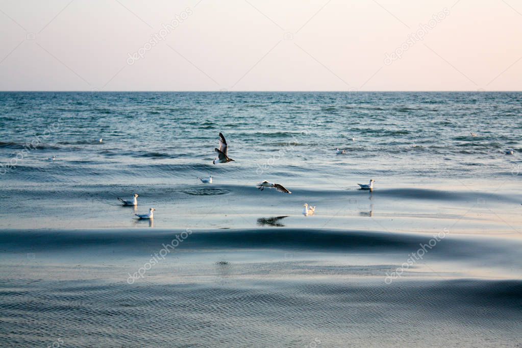 Many gulls float on water