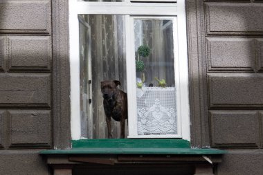 Köpek ayakta pencere pervazına ve dışında görünüyor