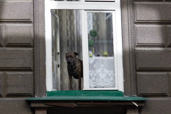 Köpek ayakta pencere pervazına ve dışında görünüyor