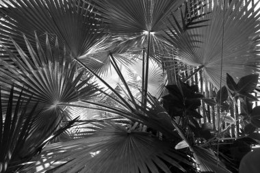 Yakın tek renkli palmiye yaprakları