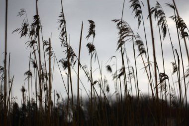 Uzun Kuru otların bi rüzgar gri gökyüzü arka planda