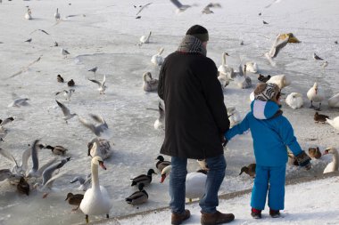 Kuğu ve fr üzerinde ördekler izlerken baba ile çocuk