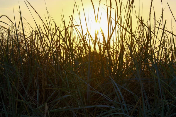 Uzun otların, bir ahşap gözlem kulesi aracılığıyla gün batımı