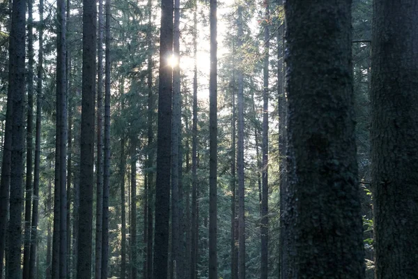 El bosque, el sol brilla entre los árboles — Foto de Stock