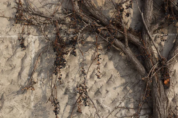 Beyaz duvar arka plan solmuş asma ile