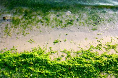 Yeşil algler deniz kıyısında