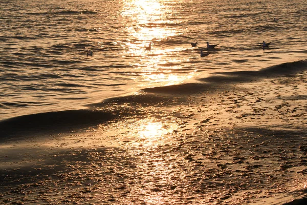 鳥は、原油が流出に海水に浮く — ストック写真