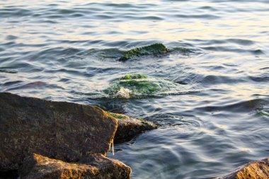 Kayalık çıkıntının kısmen batık yosun ve yosun kaplı