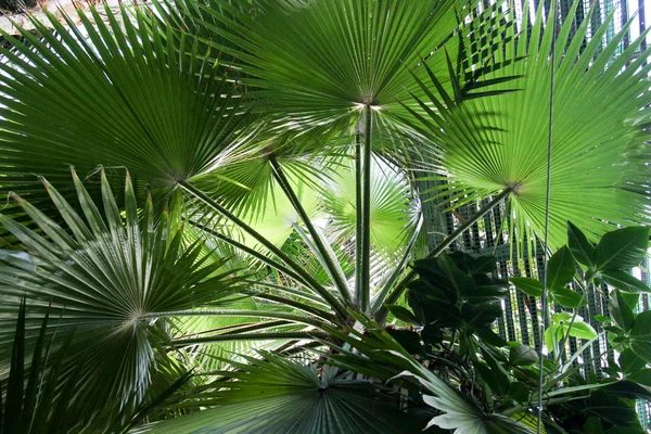 Green Palm leaves close — Stock Photo, Image