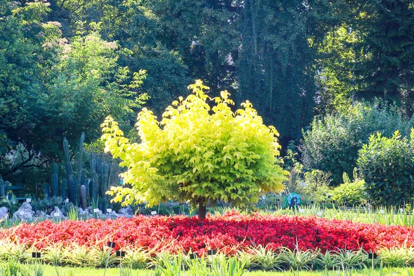 Árvore verde no jardim, sob a árvore flores vermelhas — Fotografia de Stock