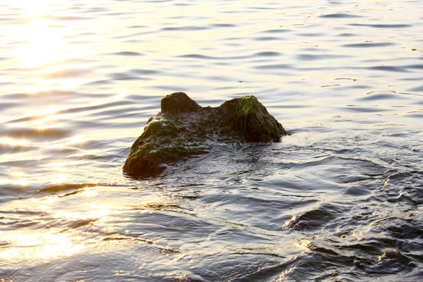 Algas parcialmente submersas e algas marinhas cobertas por afloramentos rochosos — Fotografia de Stock