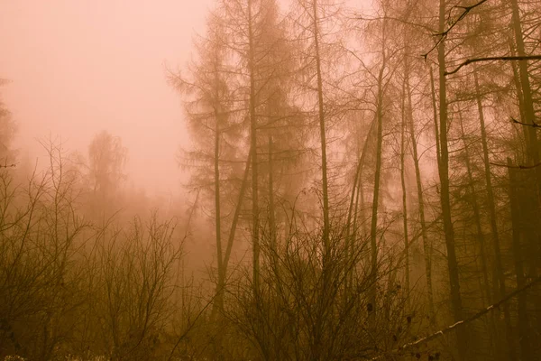 Bosque post apocalíptico después de una guerra nuclear — Foto de Stock